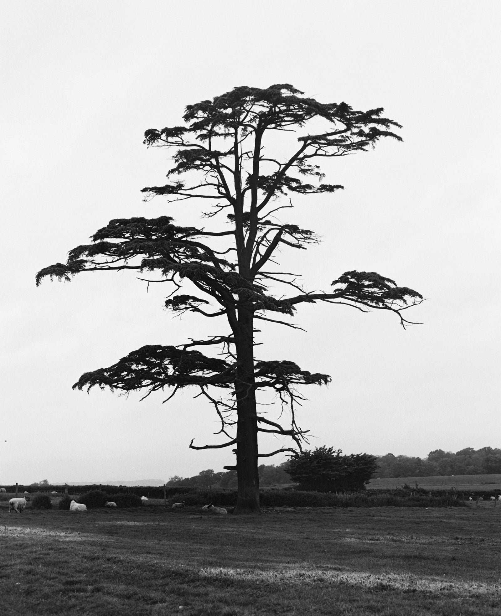 A tree representing sustainable PEFC-certified timber used by PINCH 