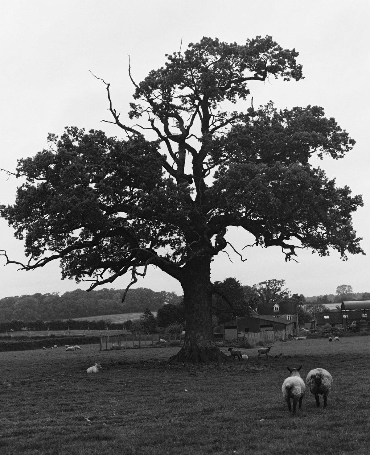 making-of-oak-tree-black-white